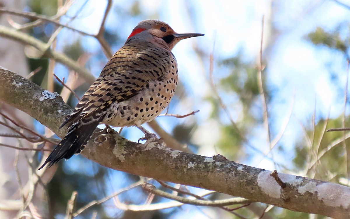 Northern Flicker - Jim O'Neill