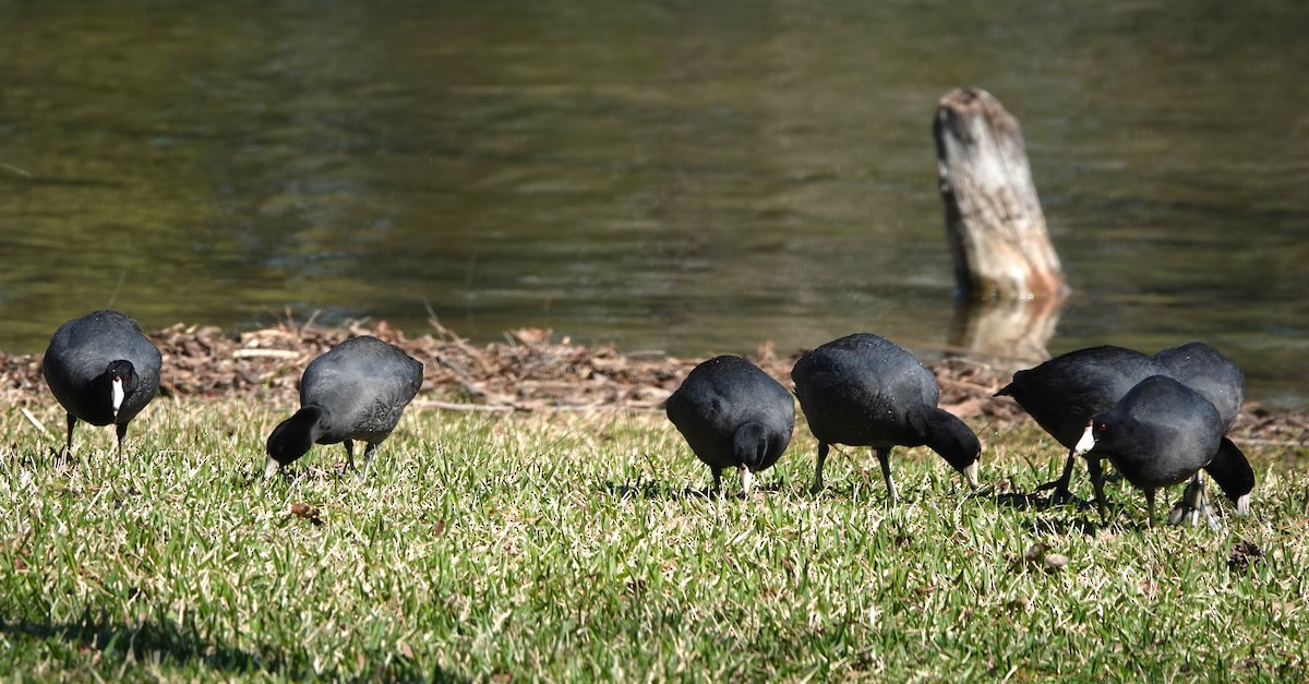 American Coot - ML615375465