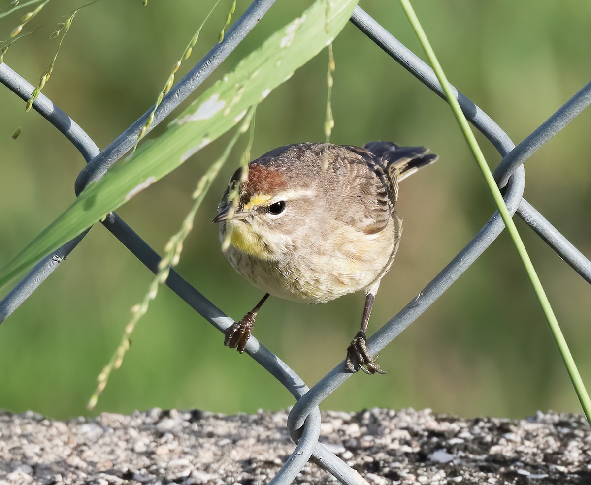 Paruline à couronne rousse - ML615375502