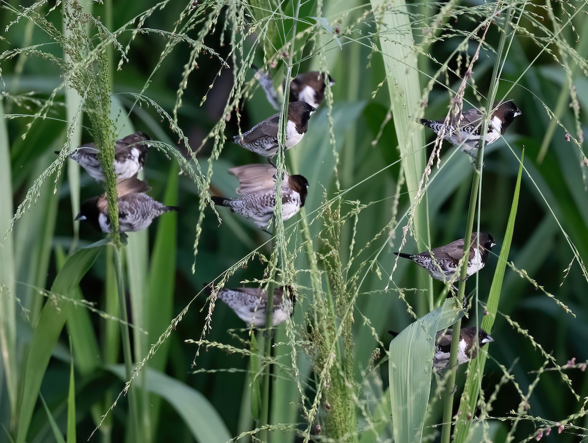 Bronze Mannikin - ML615375524