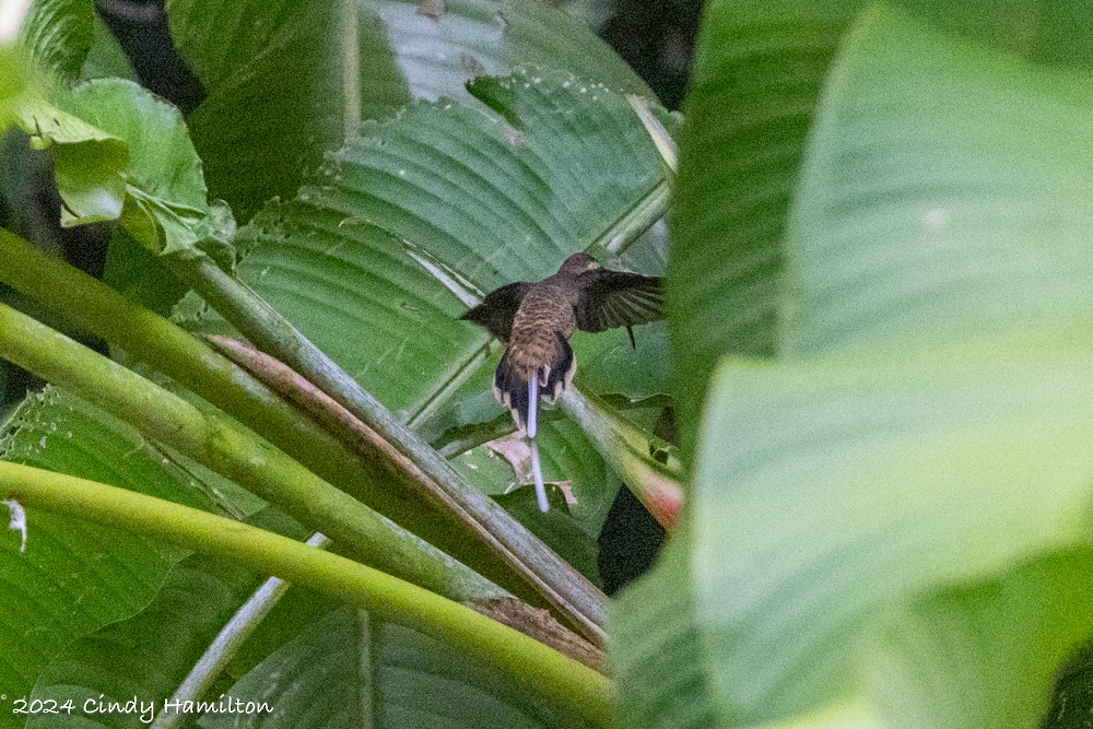 Long-billed Hermit - ML615375580