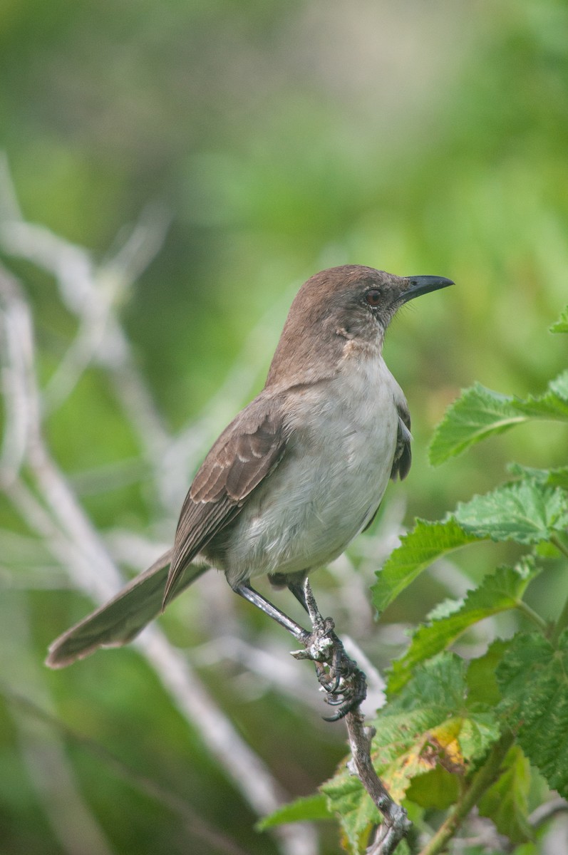 Socorro Mockingbird - Jorge Cristerna