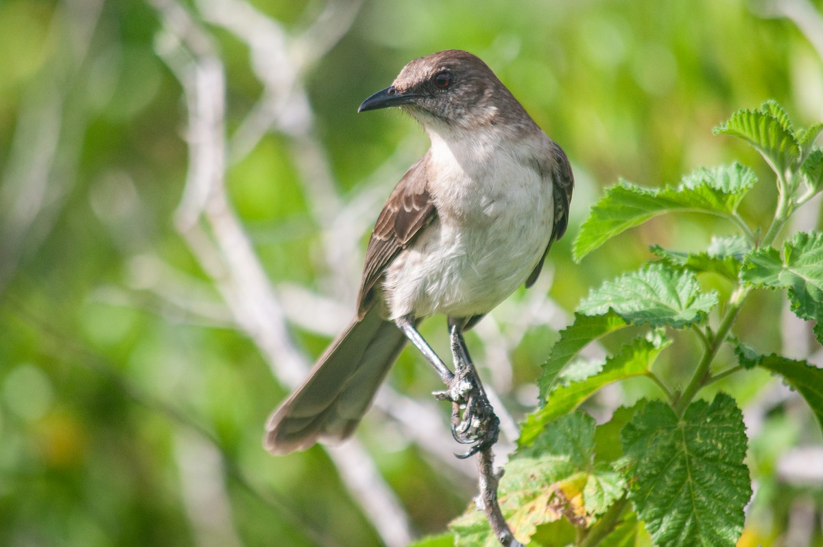 Socorro Mockingbird - ML615375625