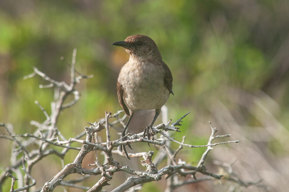 Socorro Mockingbird - ML615375650