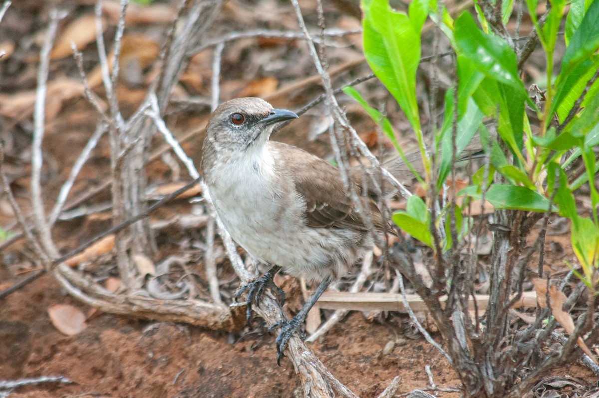 Socorro Mockingbird - ML615375653