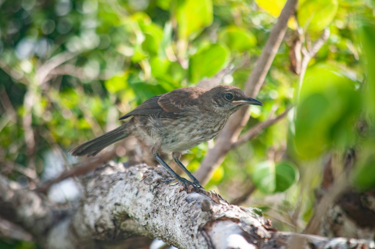 Socorro Mockingbird - ML615375680