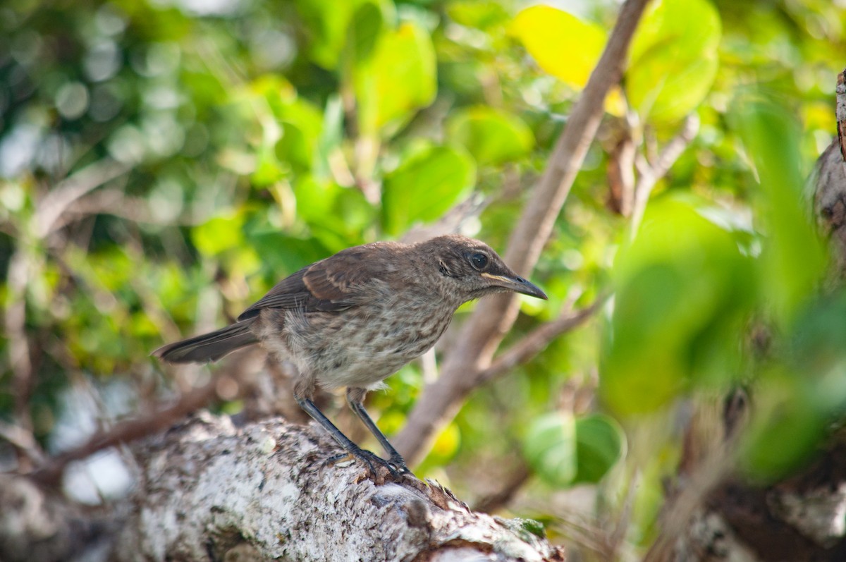 Socorro Mockingbird - ML615375681