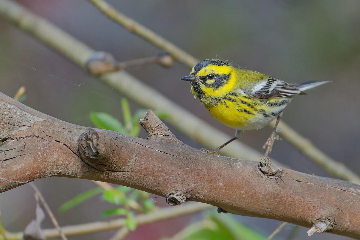 Townsend's Warbler - ML615375705