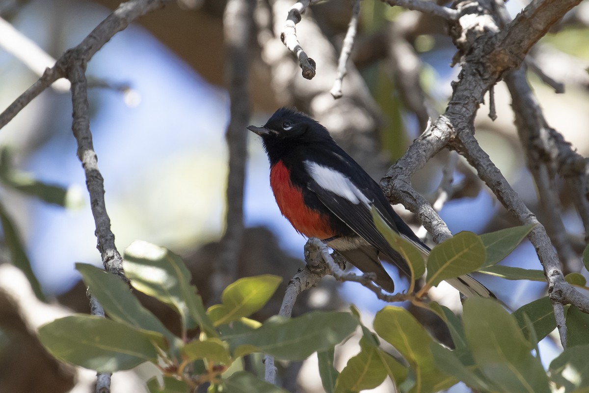 Painted Redstart - ML615375708