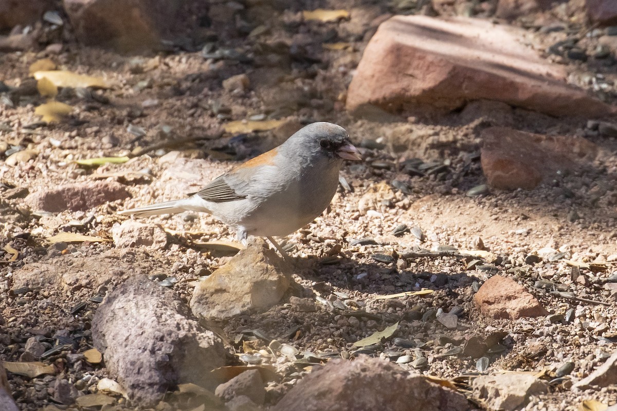 Junco ardoisé (caniceps) - ML615375728