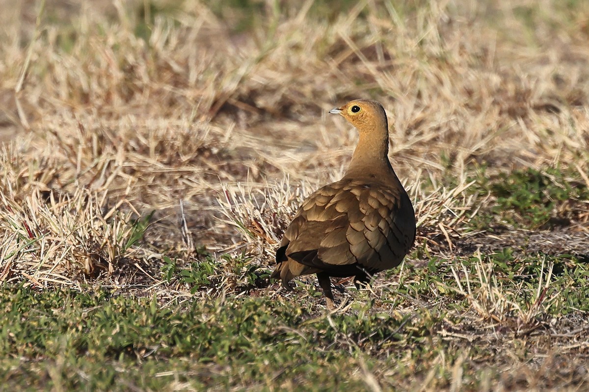 Chestnut-bellied Sandgrouse - Linda Pittman