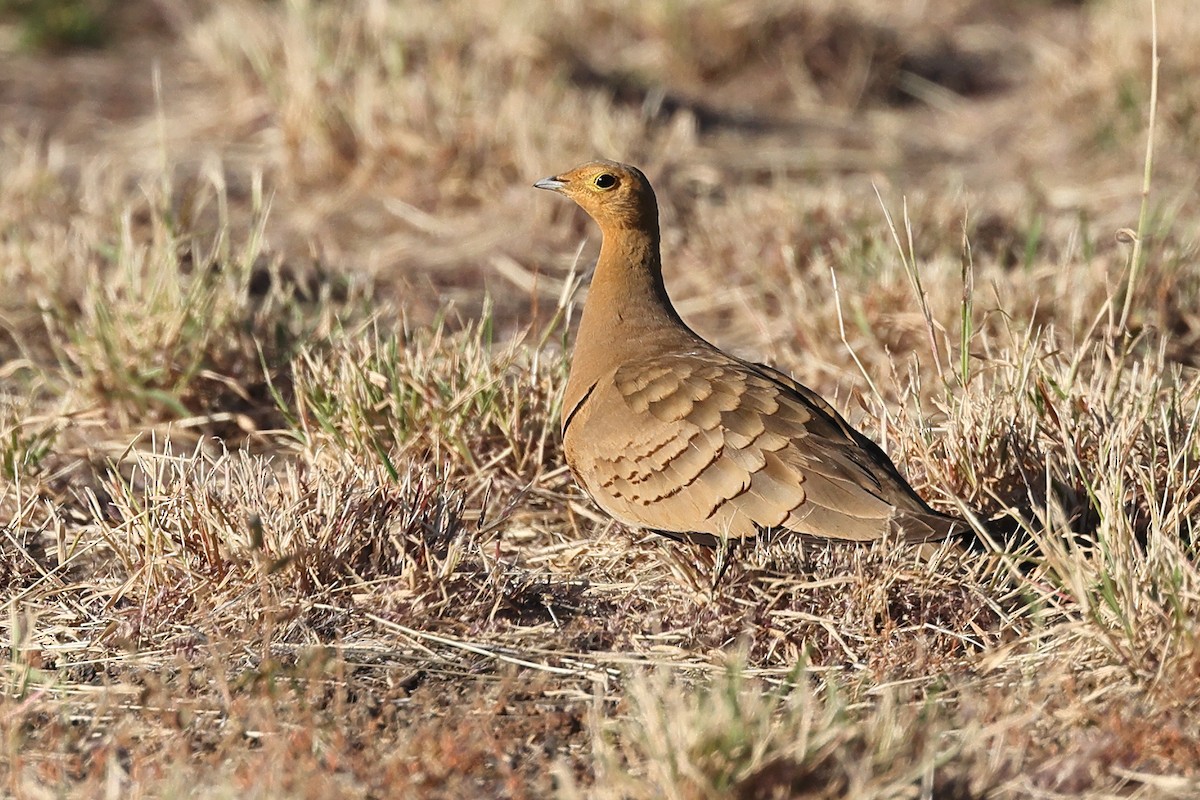 Chestnut-bellied Sandgrouse - Linda Pittman