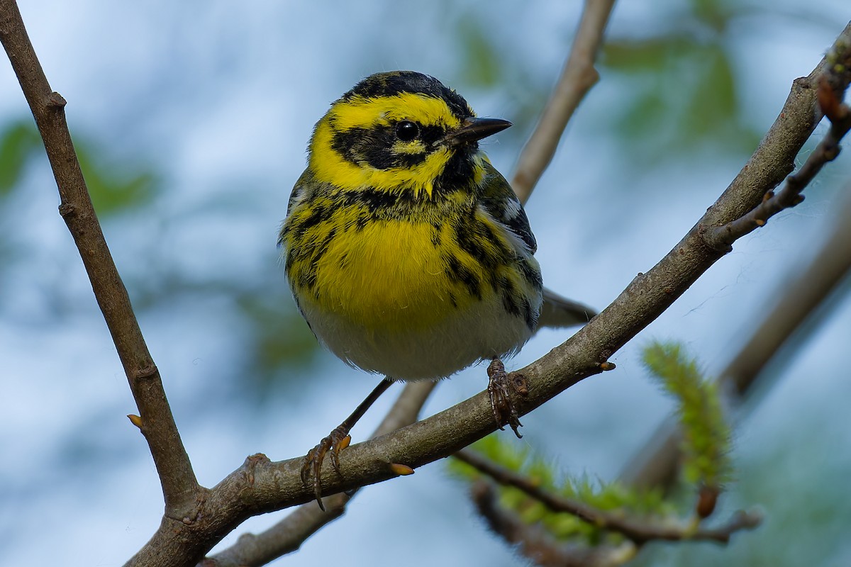 Townsend's Warbler - ML615375741