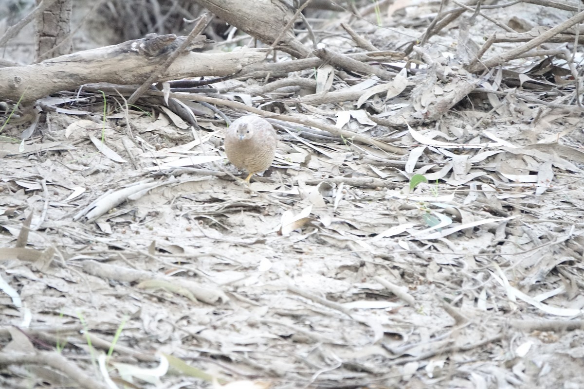 Brown Quail - ML615375810