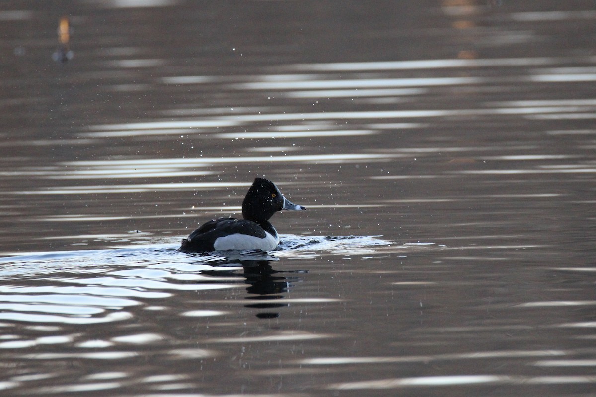 Ring-necked Duck - Mark Brompton