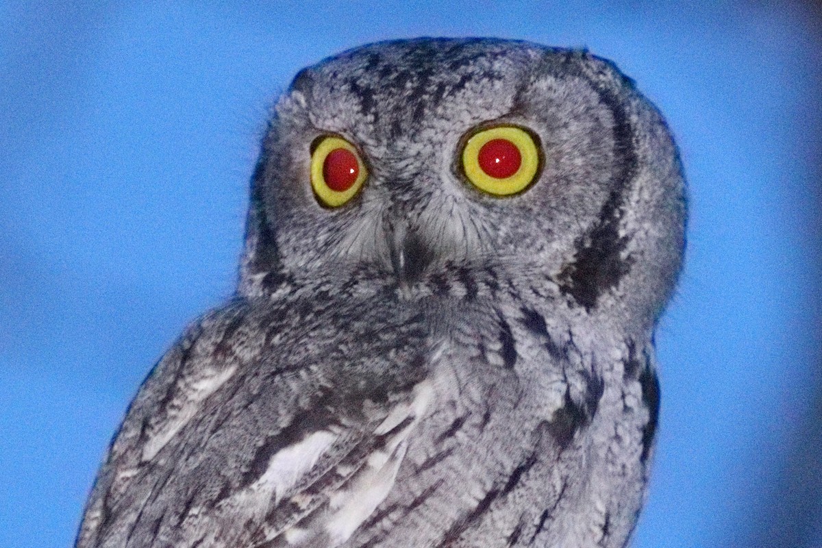 Western Screech-Owl - ML615375930