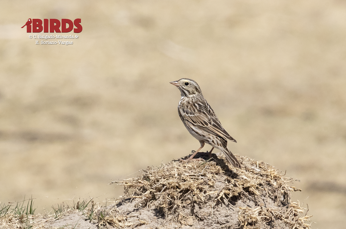 Savannah Sparrow - ML615375953