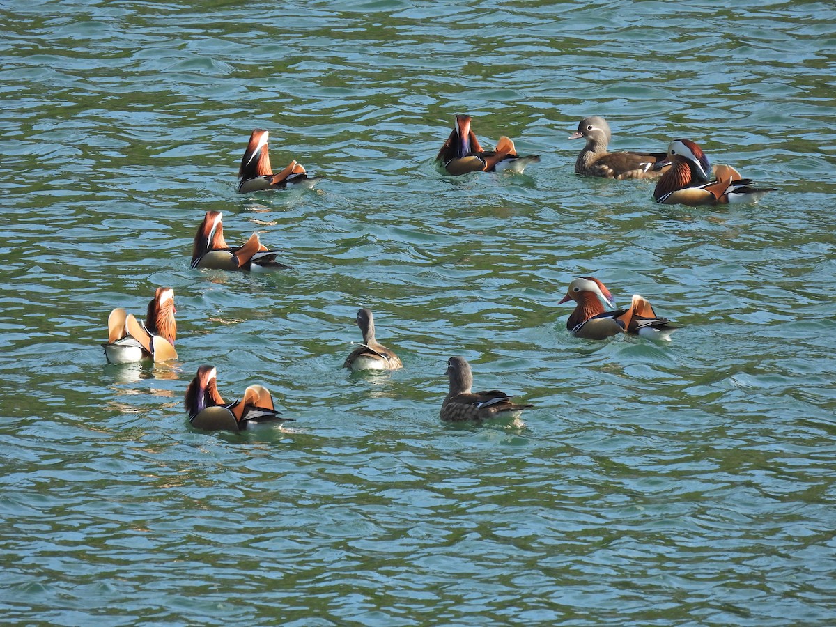 Mandarin Duck - ML615376014