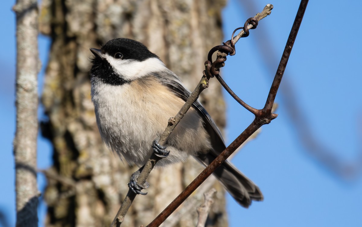 Mésange à tête noire - ML615376040