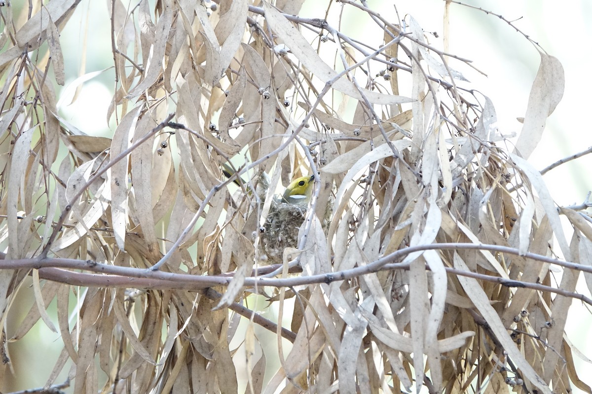 White-plumed Honeyeater - ML615376076