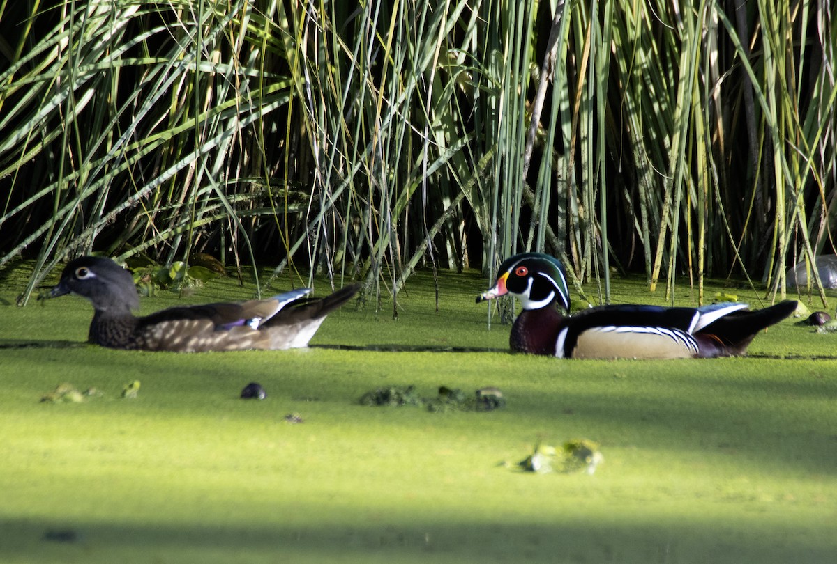 Wood Duck - ML615376150