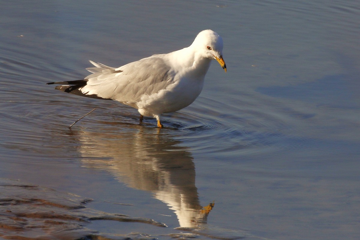 Ring-billed Gull - ML615376224