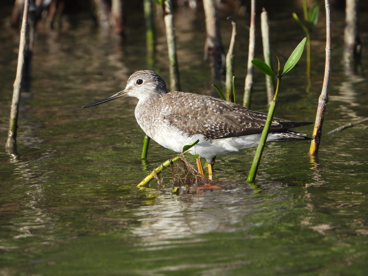 Greater Yellowlegs - ML615376250