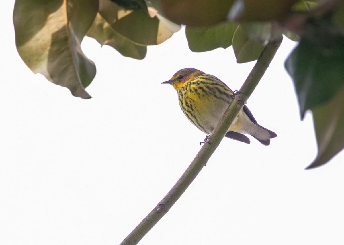 Tigerwaldsänger - ML615376269