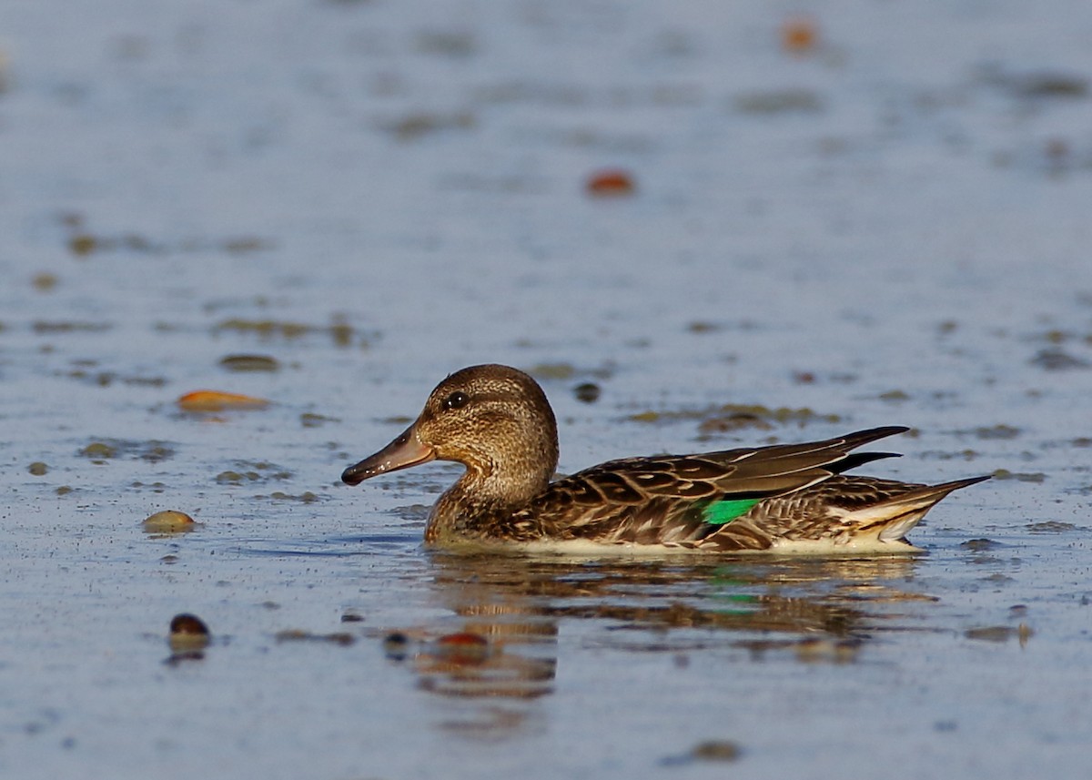 Green-winged Teal - ML615376312
