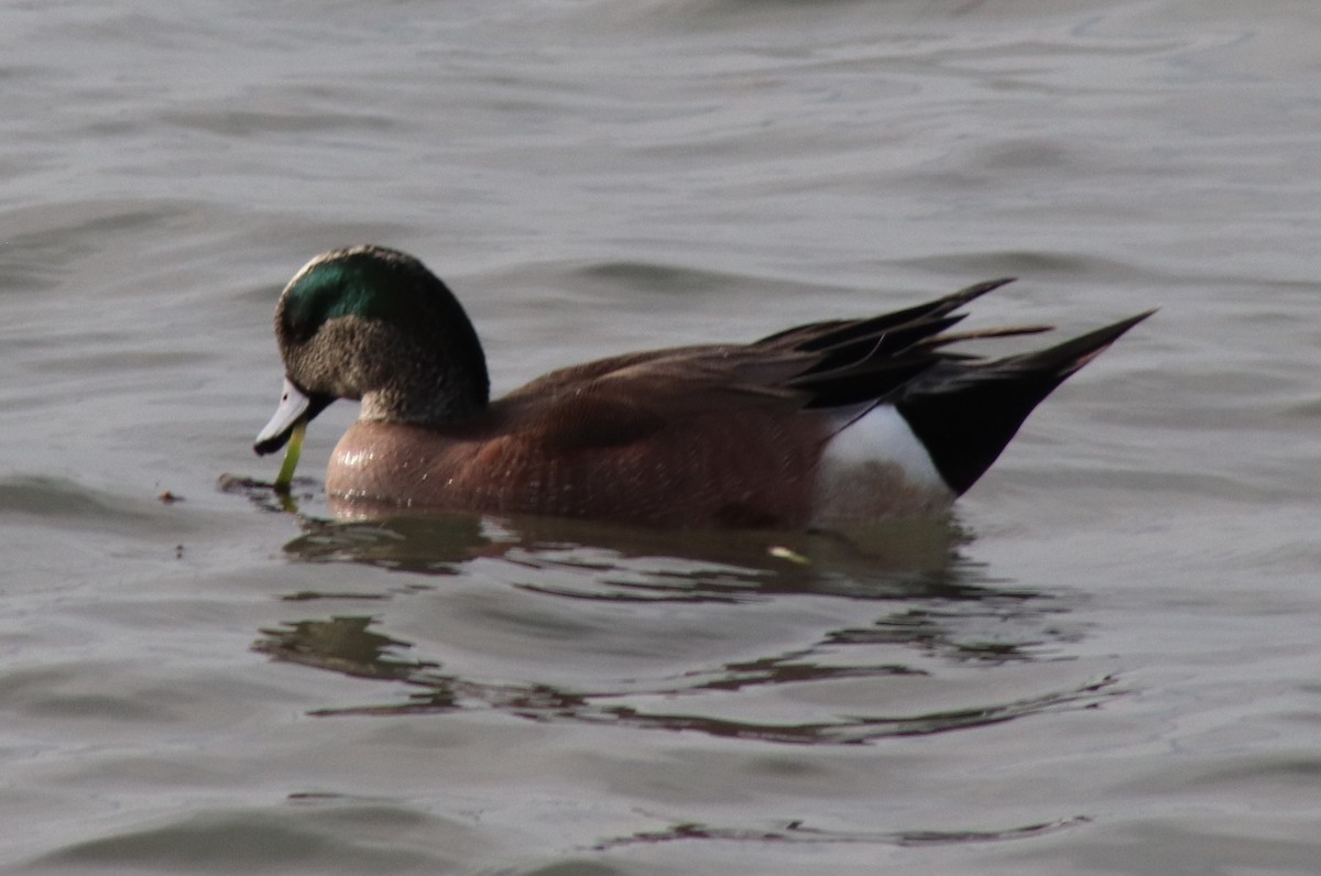 American Wigeon - ML615376328