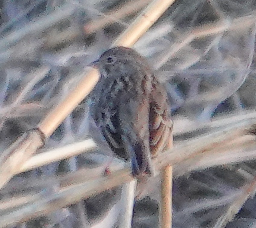 Vesper Sparrow - ML615376331