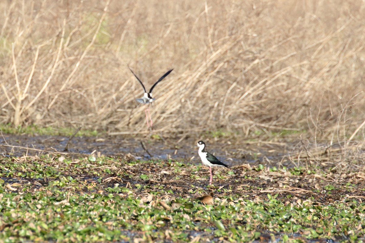 Black-necked Stilt - ML615376366