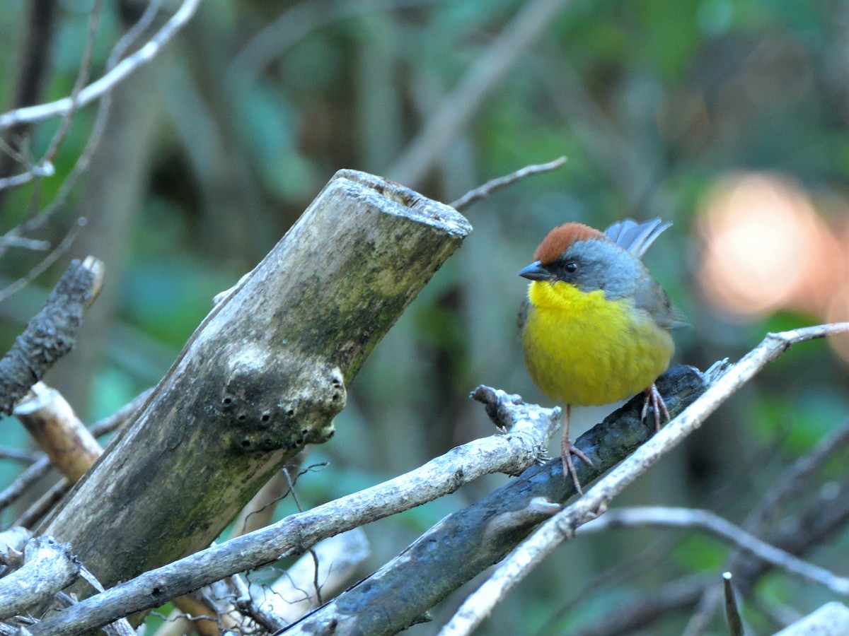 Rufous-capped Brushfinch - Isain Contreras