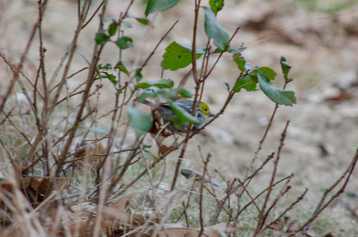 Hermit Warbler - ML615376391