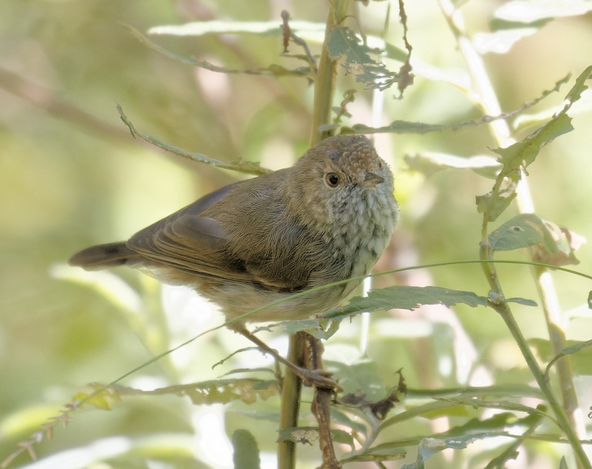 Brown Thornbill - ML615376403