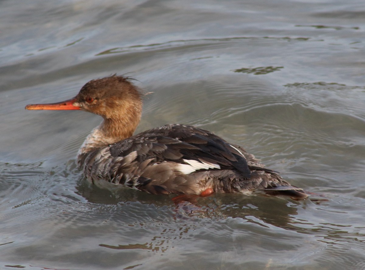 Red-breasted Merganser - ML615376466