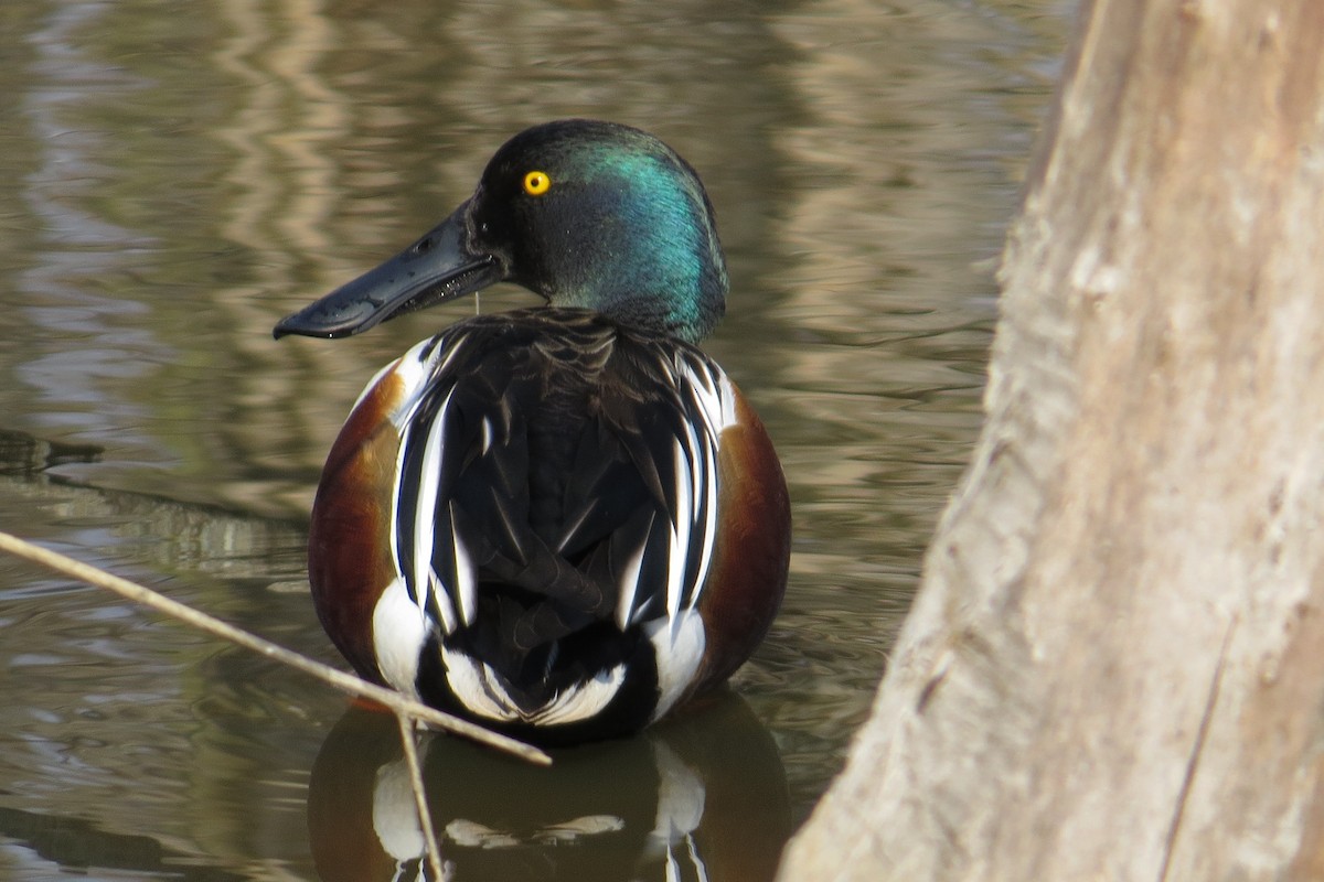 Northern Shoveler - Mark Kamprath