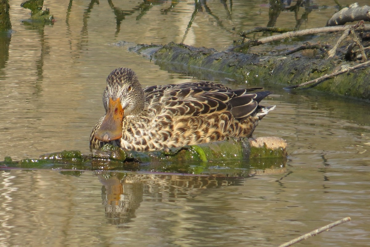 Northern Shoveler - Mark Kamprath