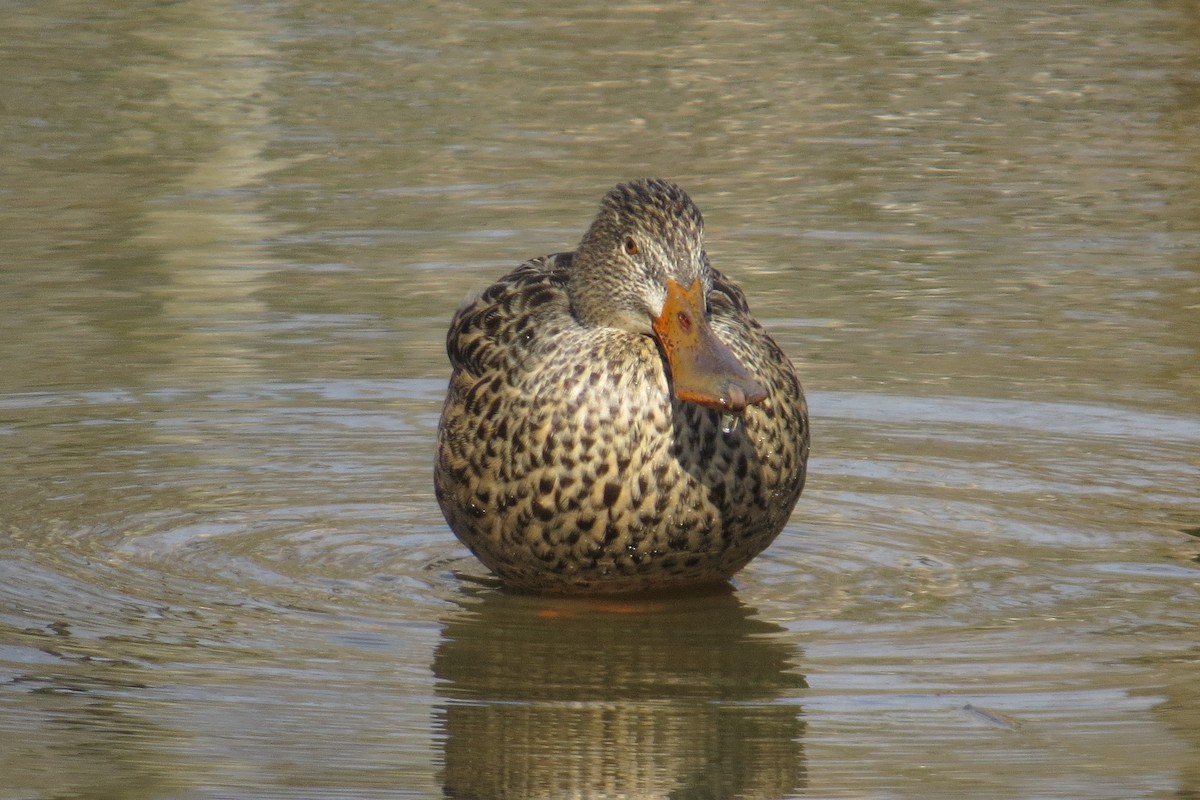 Northern Shoveler - ML615376532