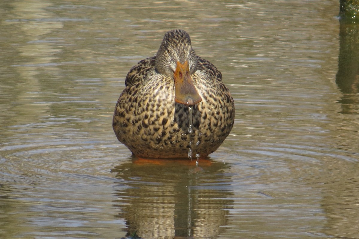 Northern Shoveler - ML615376533