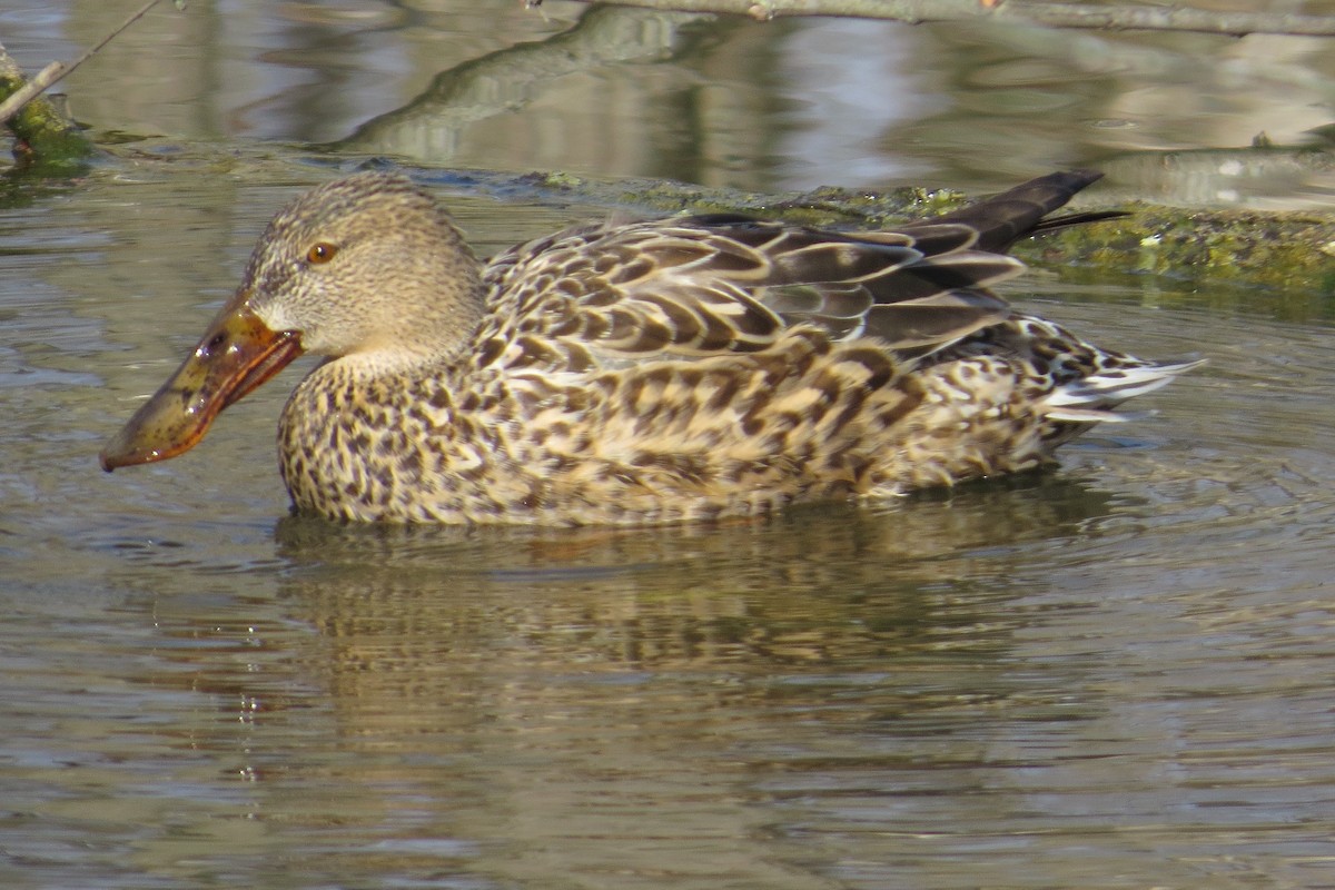 Northern Shoveler - ML615376534