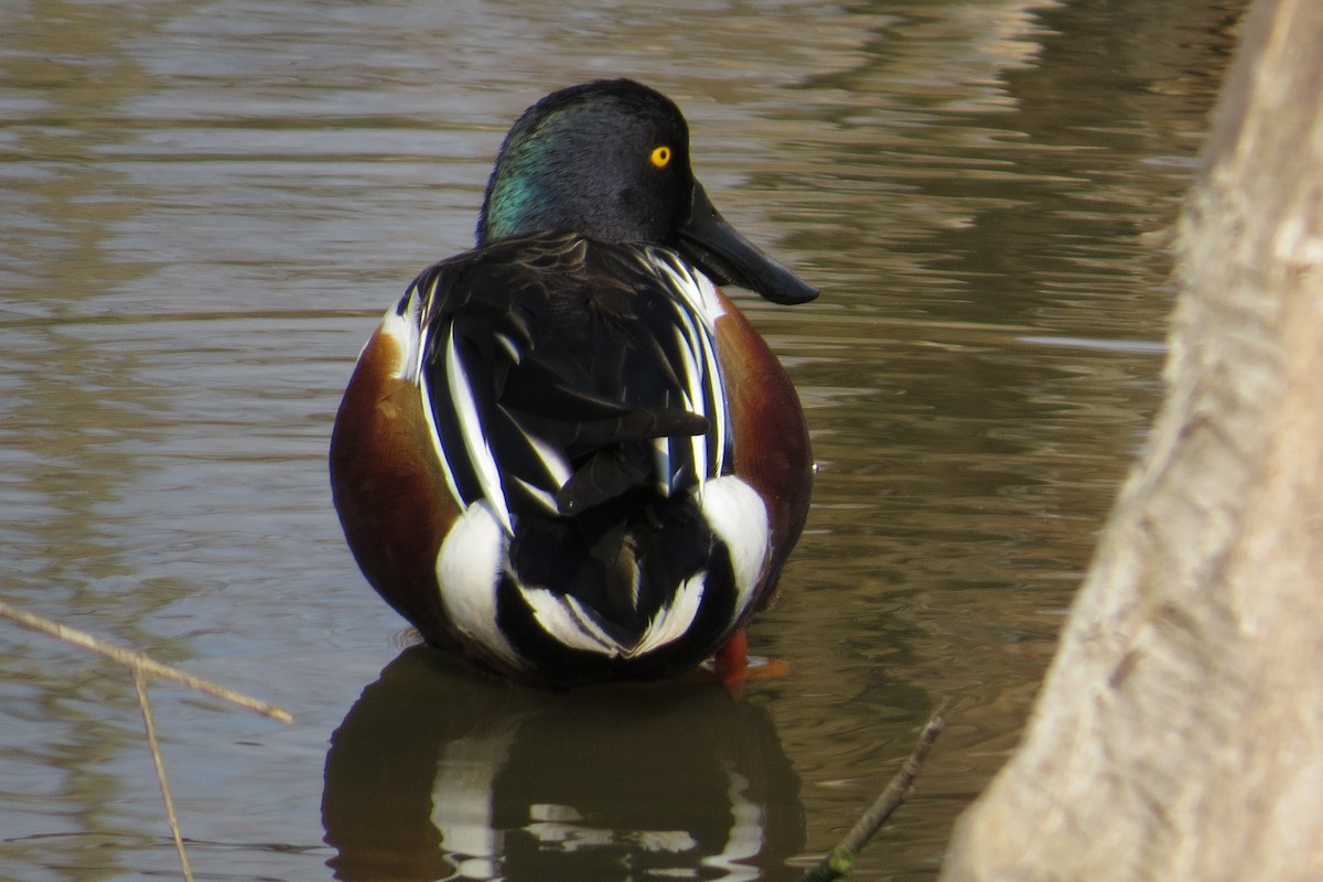 Northern Shoveler - ML615376535