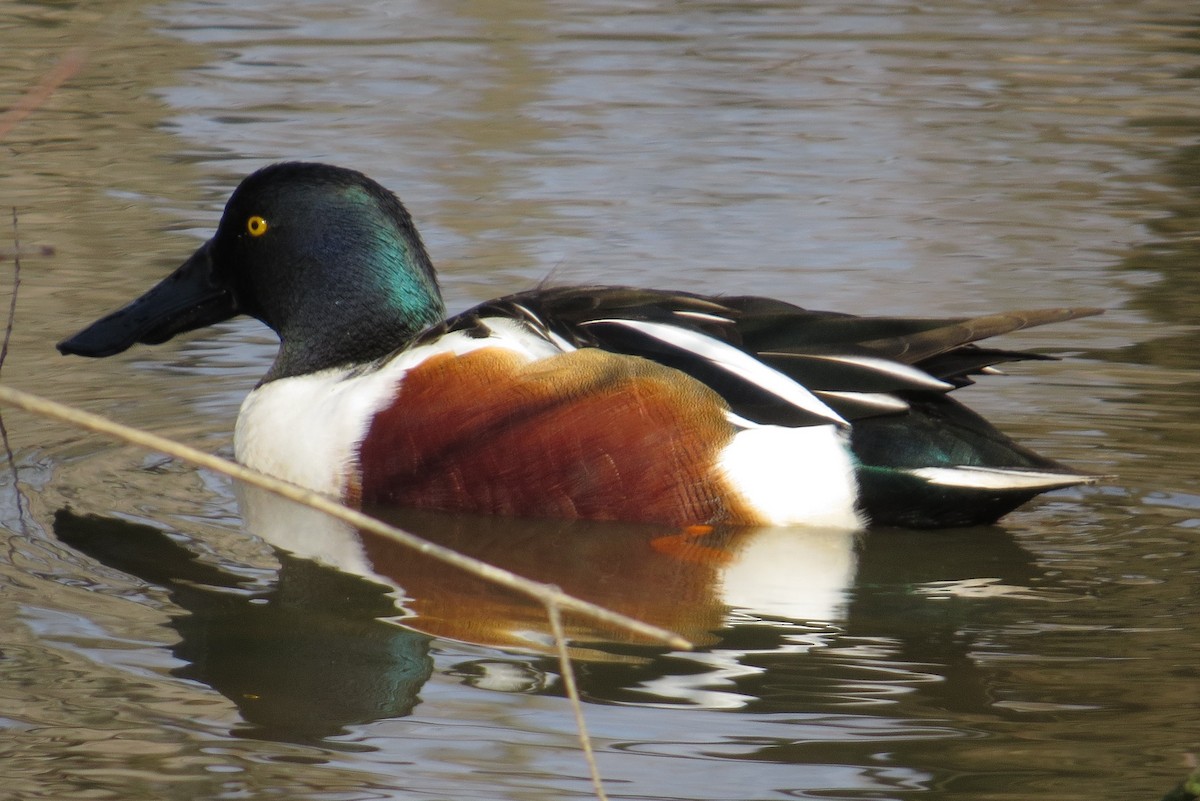 Northern Shoveler - ML615376536