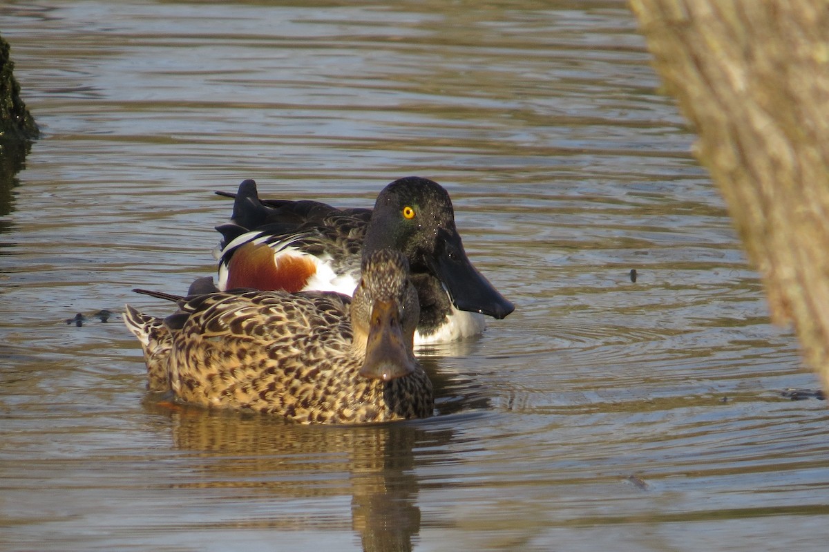 Northern Shoveler - ML615376537