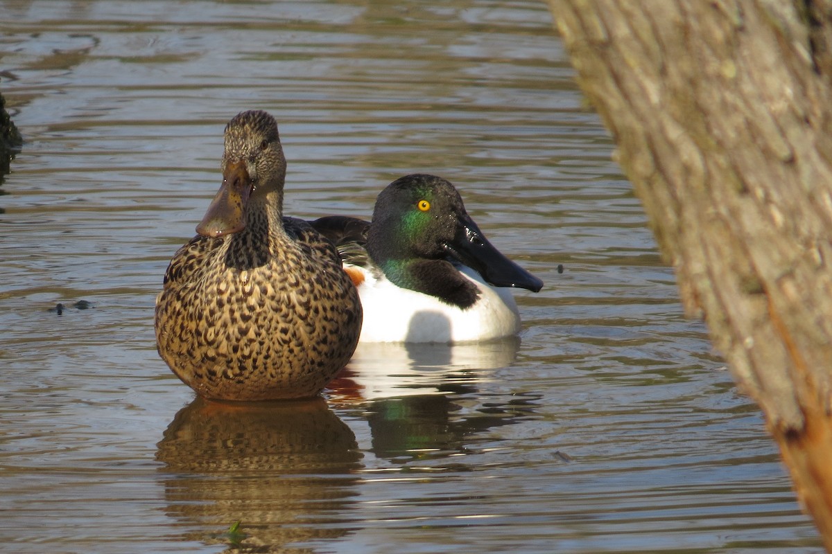 Northern Shoveler - ML615376538