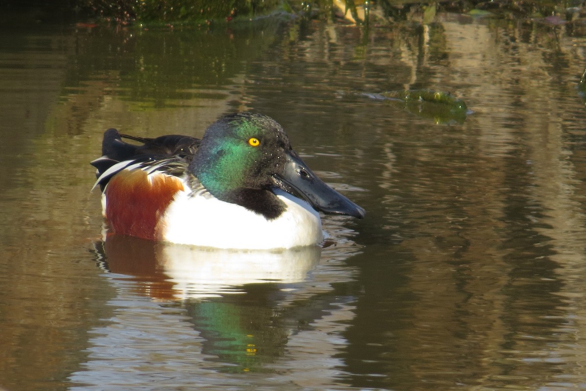 Northern Shoveler - ML615376539