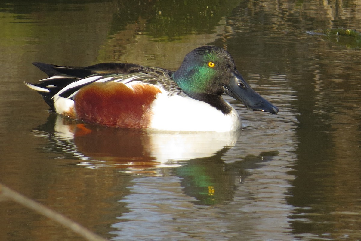 Northern Shoveler - ML615376540