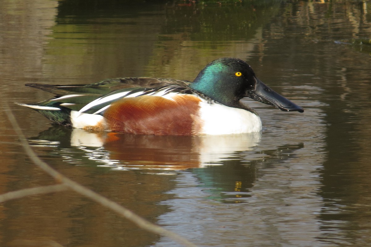 Northern Shoveler - ML615376541