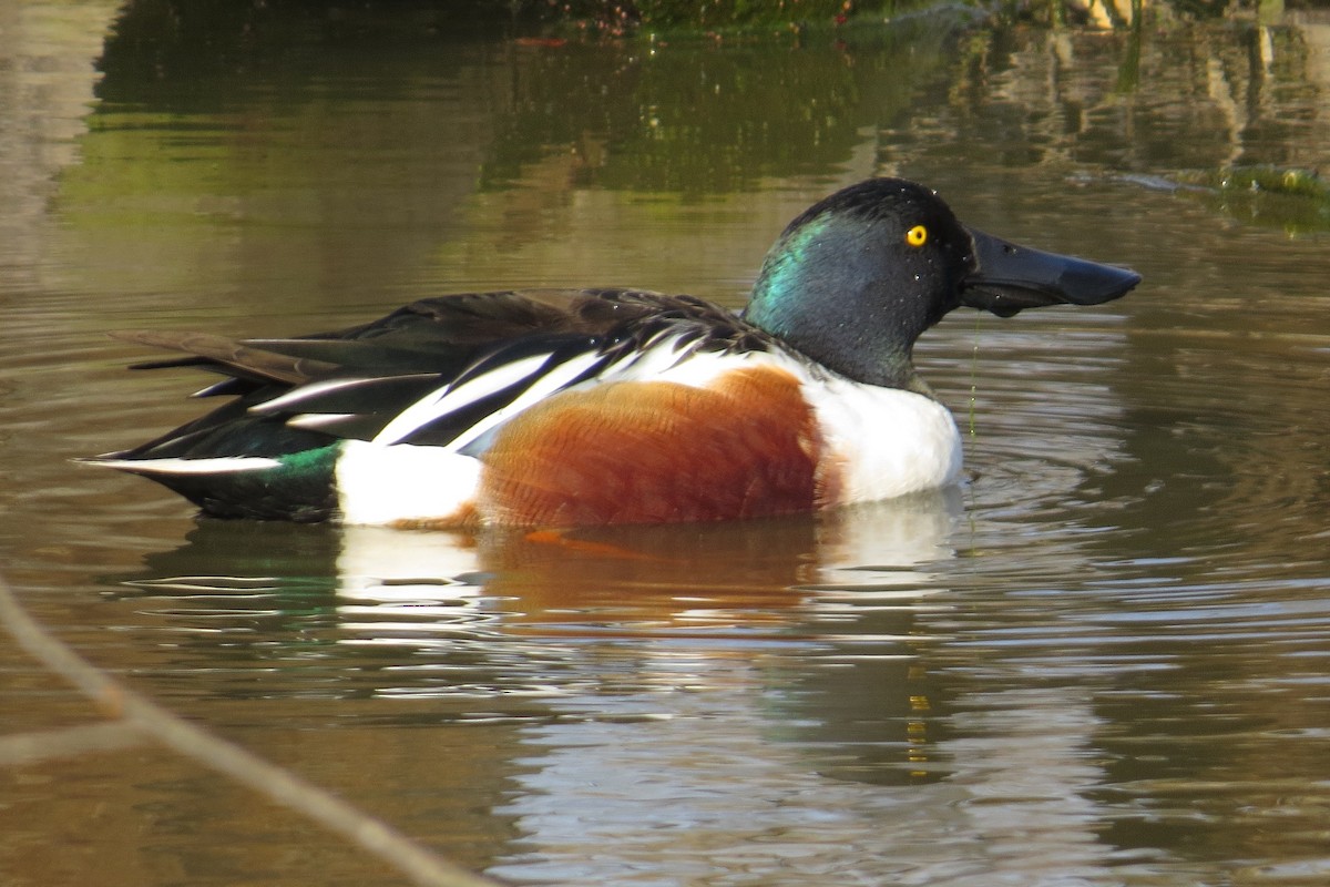 Northern Shoveler - ML615376543