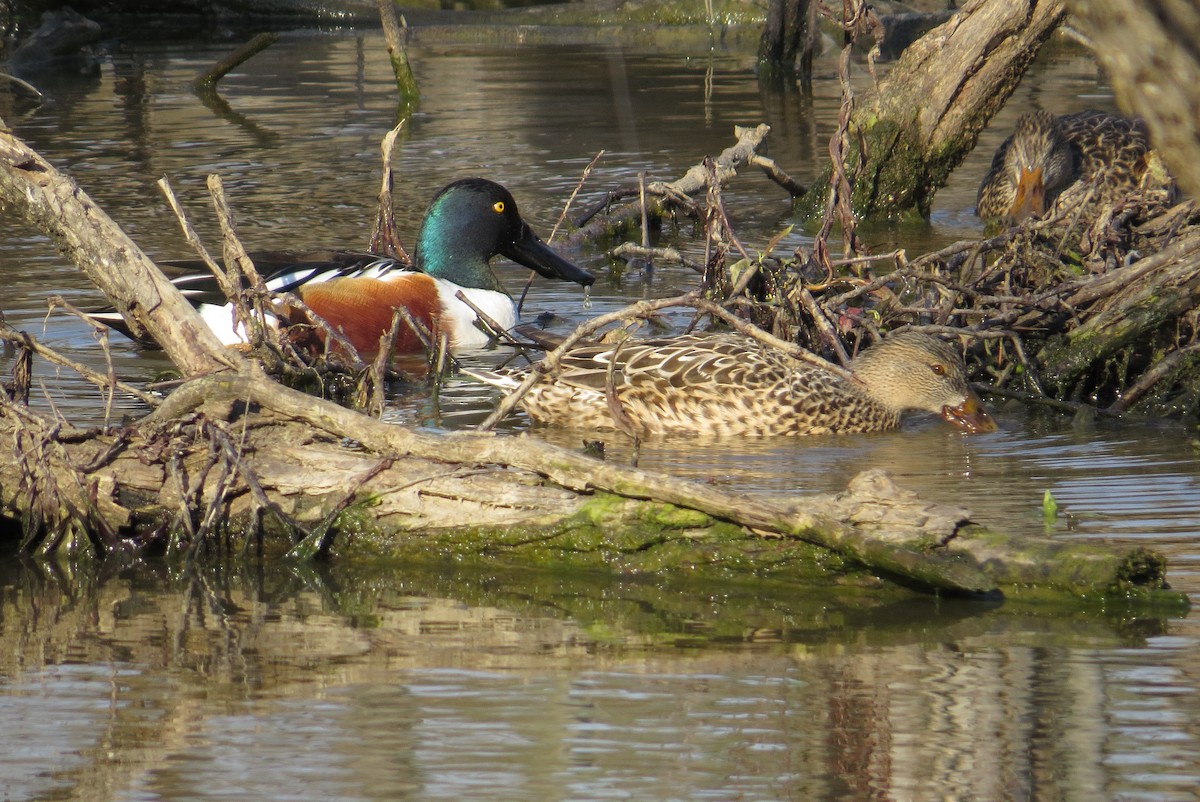 Northern Shoveler - ML615376544